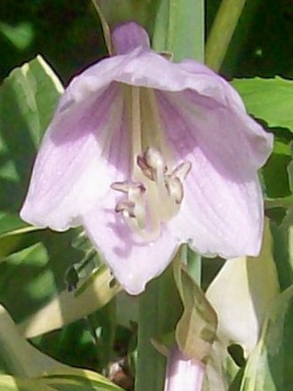 29_6_13.jpg (hosta)