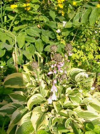29_6_14.jpg (hosta)