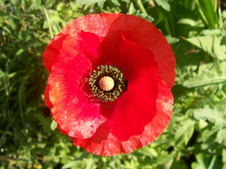 29_6_15.jpg (Papaver rhoeas (Corn poppy))