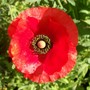 Papaver rhoeas (Corn poppy)