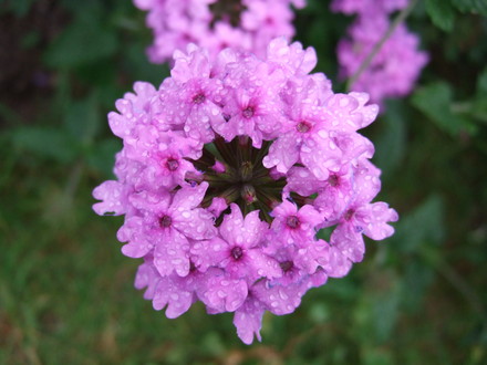 Verbena 'Seabrook's lavender' (Verbena)