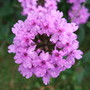 Verbena