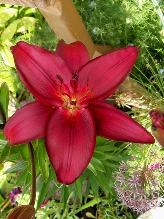 29_6_17.jpg (lilium asiatic 'Dimention')