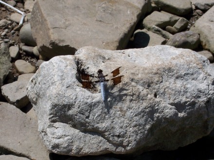 One of many dragonflies