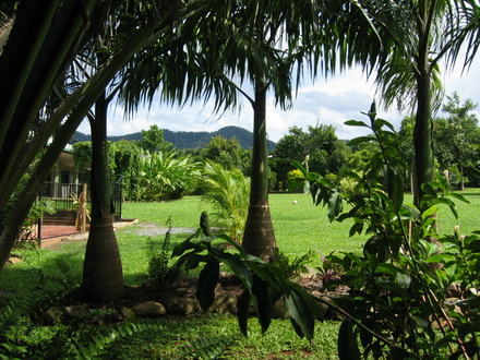 looking South (Roystonia regia)