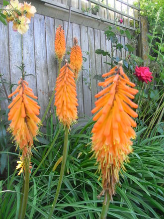 Kniphofia 'Galpinii' (Kniphofia 'Galpinii')