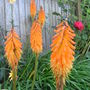 Kniphofia__galpinii_