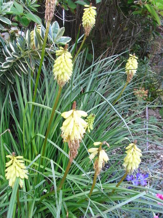 Kniphofia 'Little Maid' (Kniphofia. 'Little Maid')
