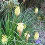 Kniphofia__little_maid_
