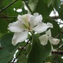 Bauhinia blakeana