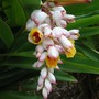 Alpinia_zerumbet