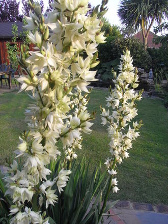 Yucca 'Filamentosa' (Yucca gloriosa (Spanish dagger))