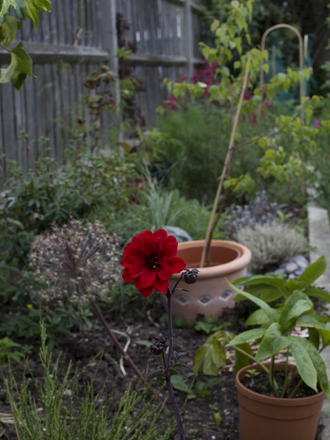 IMG_9838.jpg (Dahlia Pinnata (Dahlia))