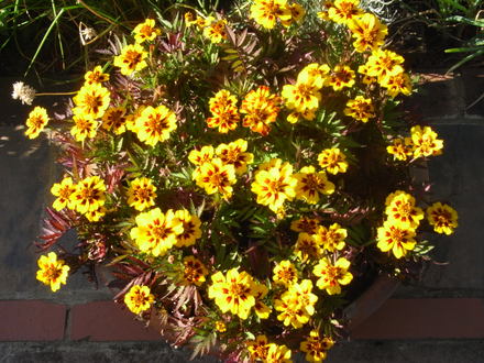 French Marigold 'Colossus' (Tagetes. (French marigold) 'Naughty Marietta')