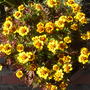 French Marigold 'Colossus' (Tagetes. (French marigold) 'Naughty Marietta')