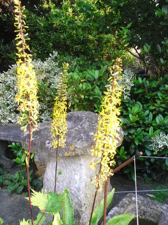 Ligularia Przewalskii 'Sky Rocket' (Ligularia przewalskii 'Sky Rocket')