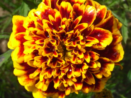 French Marigold 'Colossus' (Tagetes patula (French marigold)  'Colossus')