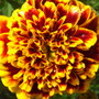 Tagetes patula (French marigold)  'Colossus'