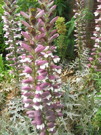 Acanthus (Bear's Breeches) (Acanthus spinosus (Bear's breeches))