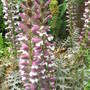 Acanthus_mollis
