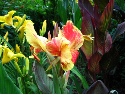 Another favorite combo, behind the birdbath. Don't get back there very often, too snakey..lol.