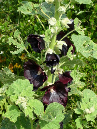 Dark Hollyhock