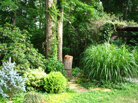 Had to cut down one of my favorite trees this year, it used to be a three pronged beauty,now it's only two. and not much to look at