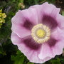 Picture_1627