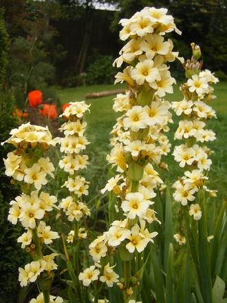 A garden flower photo