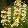 A garden flower photo