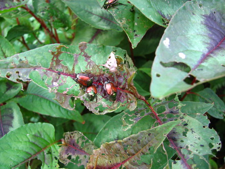 Japanese beetles, well.. the battle has begun ! Wish I could win it just once ! I always come out on the short end of the proverbial stick!