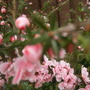 A garden flower photo