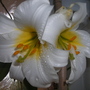A garden flower photo