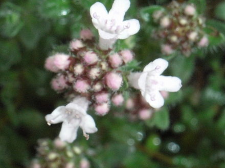 Thymus variety (Thymus variety)