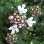 Thymus_variety