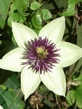 Clematis florida 'Sieboldii' - close-up (Clematis florida 'Sieboldii')