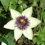 Clematis_florida__sieboldii_