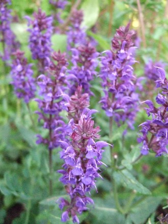 Salvia 'Wesuwe' (Salvia nemorosa)
