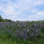 lupins by highway