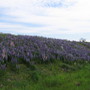 lupins by highway