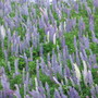 more lupins
