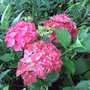 Hydrangea__green_shadow_
