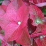 Hydrangea_close_up
