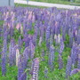 lupins as far as the eye can see