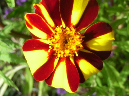 French Marigold. 'Jesters' (Tagetes  (French marigold) 'Jesters')