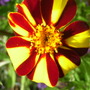 Tagetes  (French marigold) 'Jesters'
