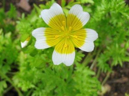 Poached egg plant (Limnanthes douglasii)