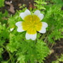 Poached egg plant (Limnanthes douglasii)