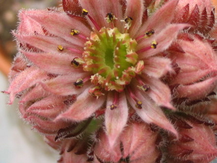 Houseleek flower (Sempervivum tectorum)