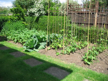 The veggie patch